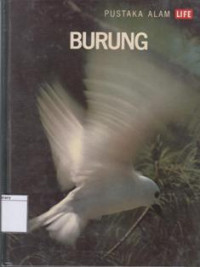 Image of Burung